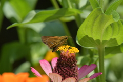 花と蝶II-XXIII！