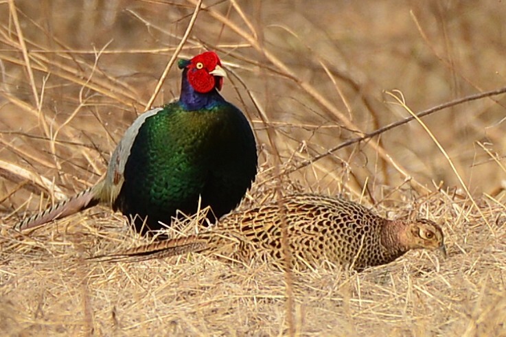 身近にいる野鳥CCCXC！