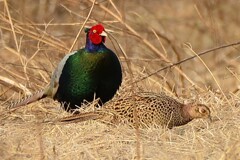 身近にいる野鳥CCCXC！