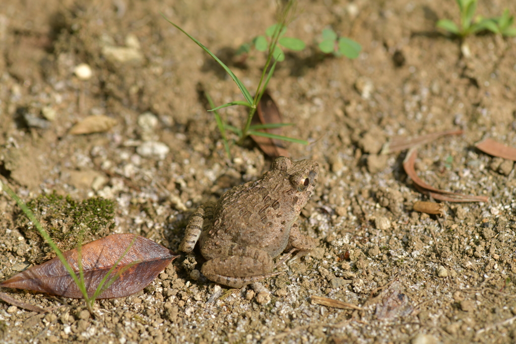 爬虫類・両生類XXXVI！