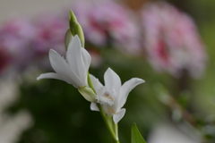 季節の花MCDLXXVIII！