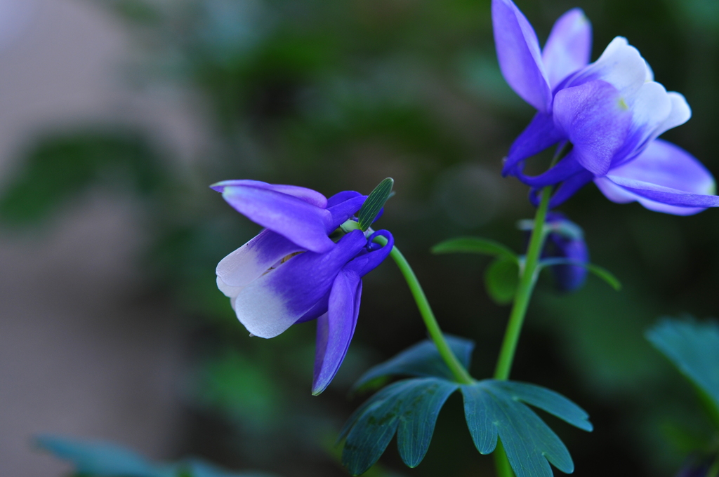 季節の花CDXXXI！