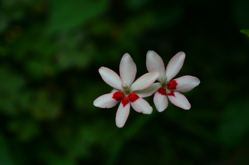 季節の花DCCLXXX！