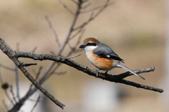 里山の野鳥CXXVII！