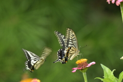 恋の季節CCLXI！