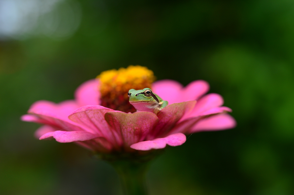 我が家に同居CLX！