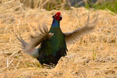 身近にいる野鳥CCCXCVIII！