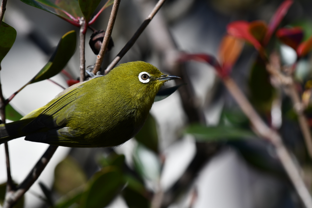 身近にいる野鳥XLVIII！