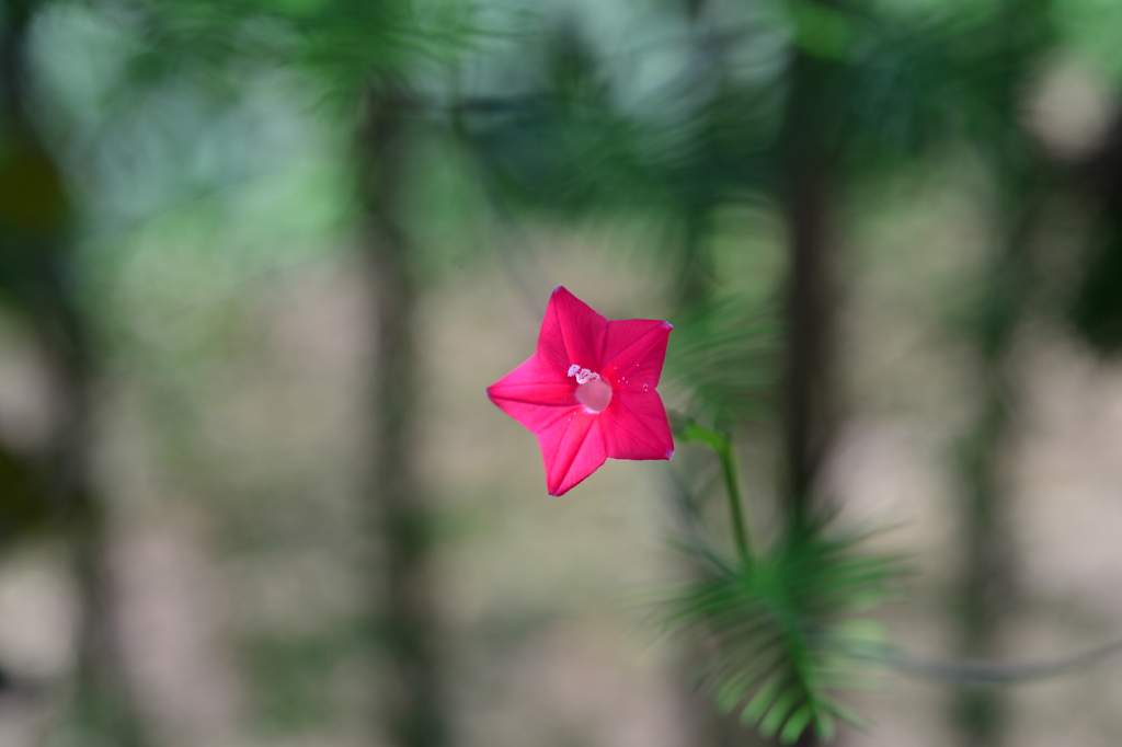 季節の花DXXI！