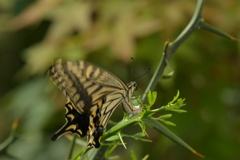 里山の蝶CDXXII！