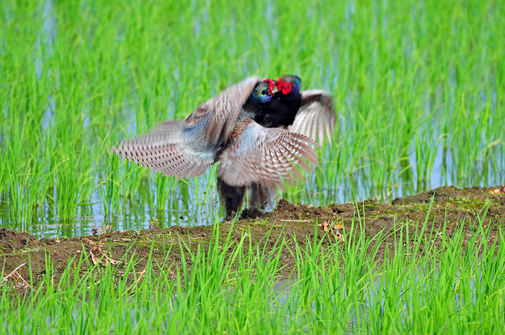 身近にいる野鳥CXVIII！