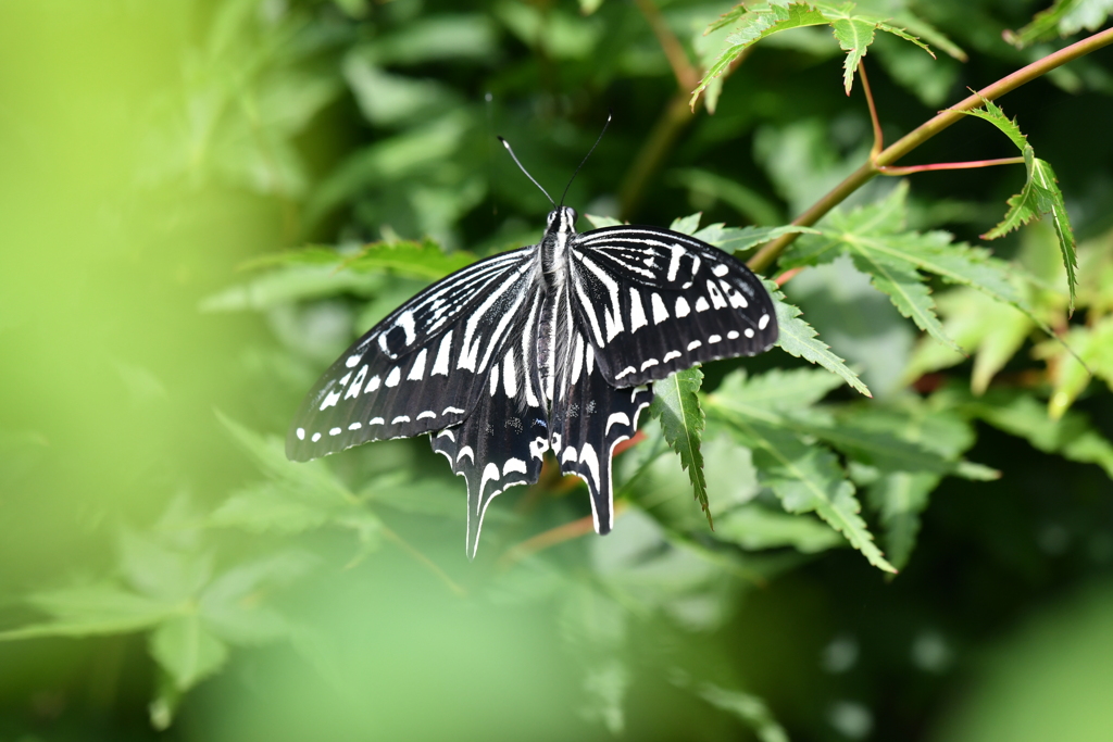 里山の蝶CCXXIII！