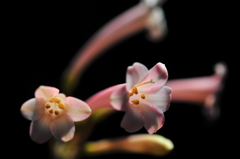 季節の花CCCXXV！