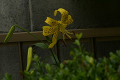 季節の花MXVI！