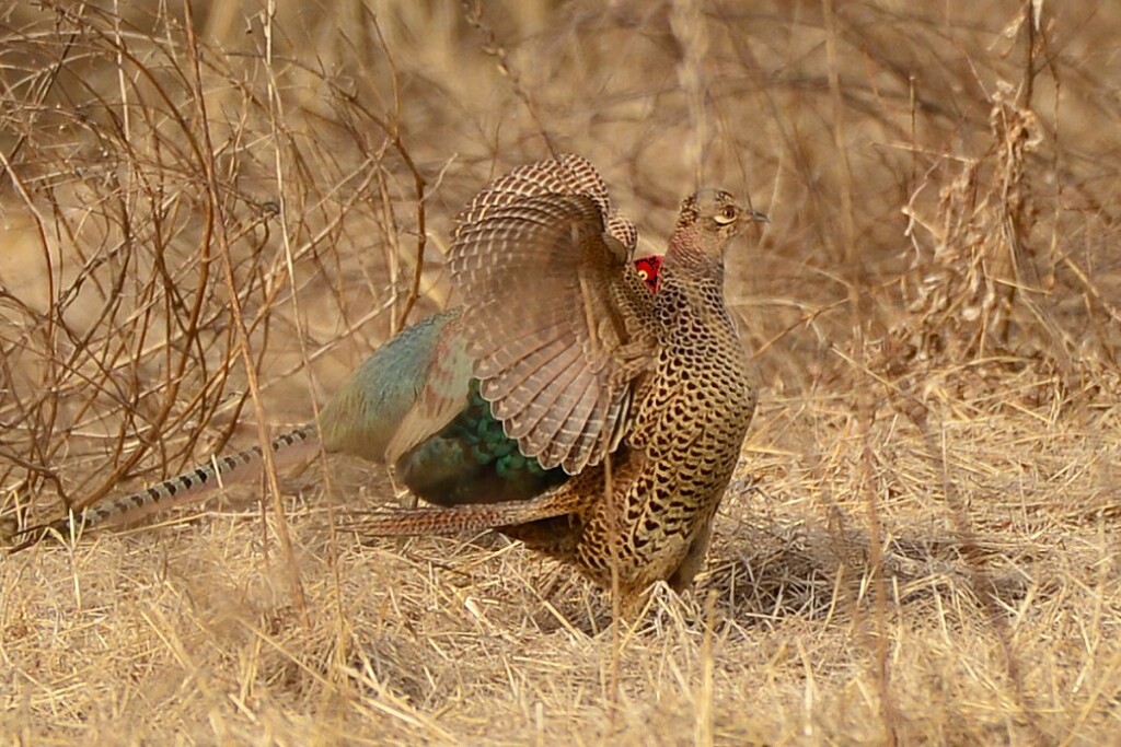 身近にいる野鳥CCCXCI！