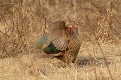 身近にいる野鳥CCCXCI！