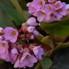 季節の花MCDXXXV！