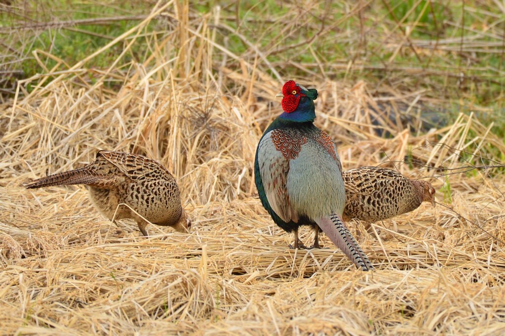 身近にいる野鳥CCCXCIX！