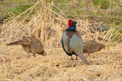 身近にいる野鳥CCCXCIX！
