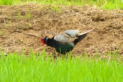 身近にいる野鳥CDLXV！