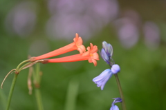 季節の花CDXII！