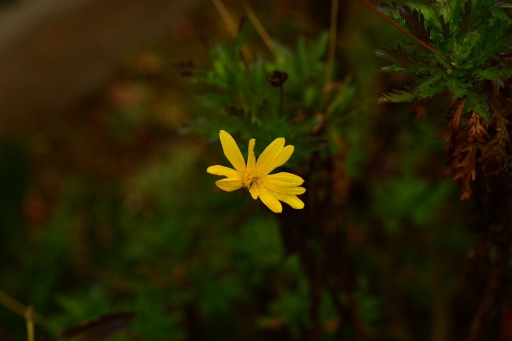 季節の花MCCCXLVI！
