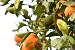 身近にいる野鳥XLI！