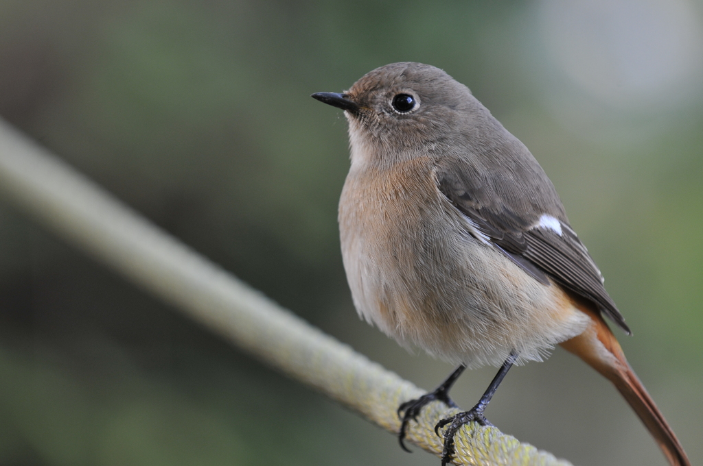 里山にいる野鳥III！