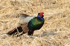 身近にいる野鳥CCCXCV！