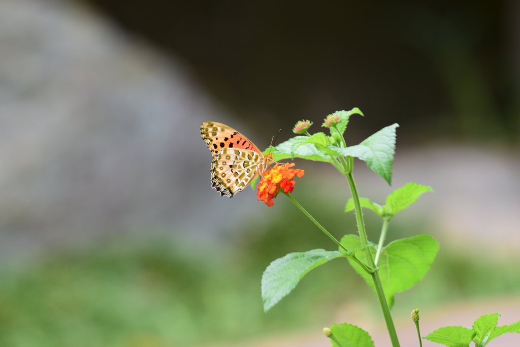 花と蝶XXXIII！
