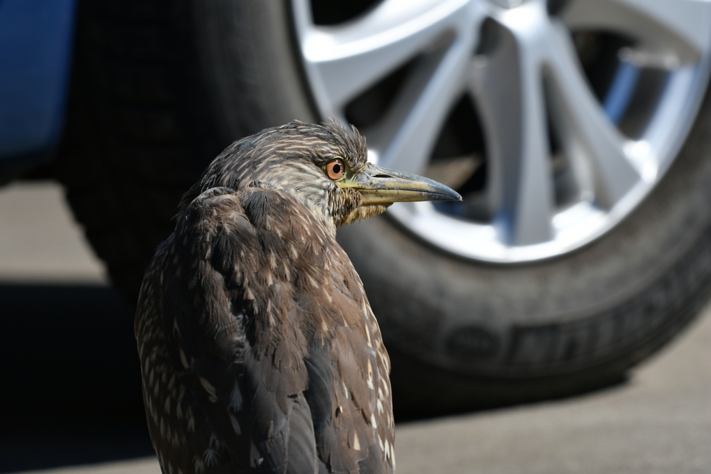 身近にいる野鳥CCLXXXII！