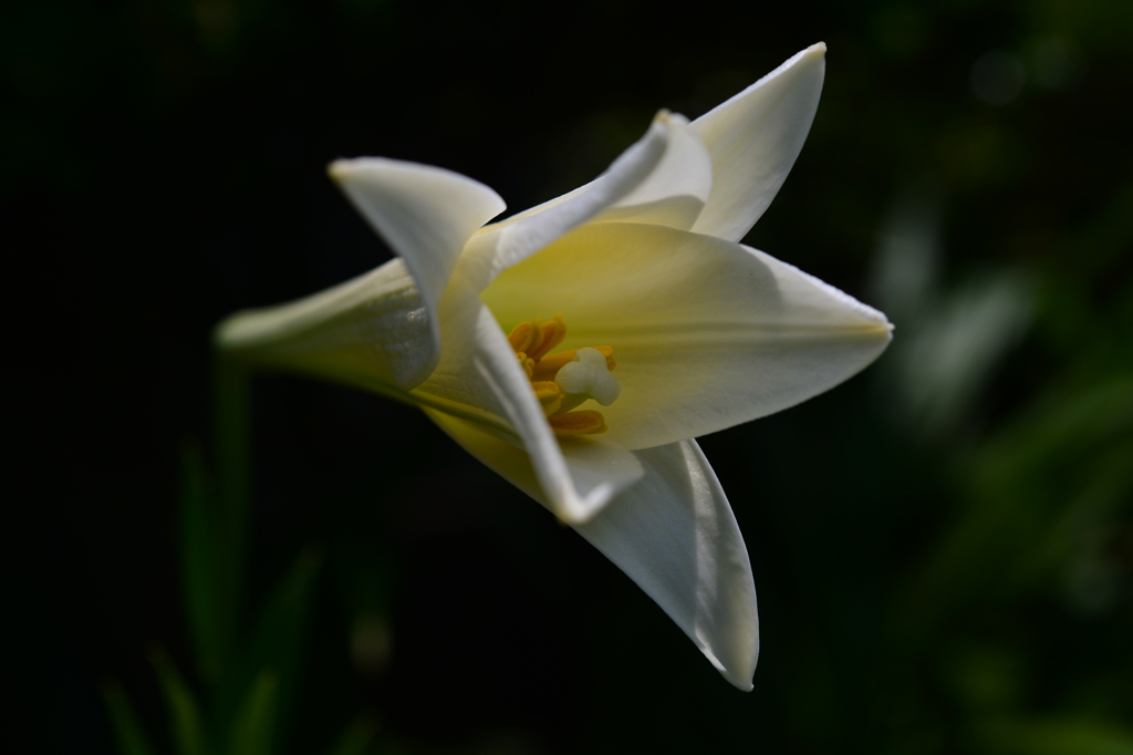 季節の花DCCLXXXIII！