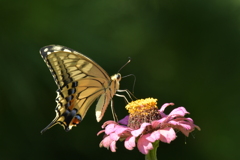 花と蝶MMMCDXCIV！