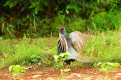 身近にいる野鳥DIV！