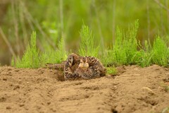 身近にいる野鳥CDXLIV！