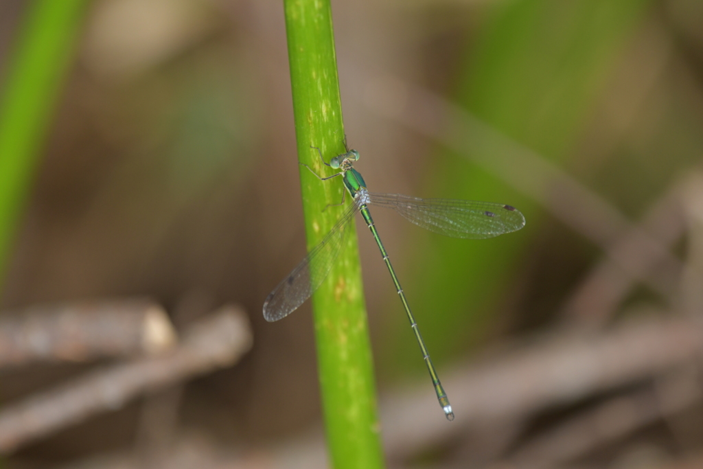 里山のトンボCCCLXXVII！
