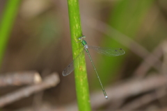 里山のトンボCCCLXXVII！