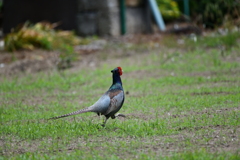 身近にいる野鳥CCXXIV！