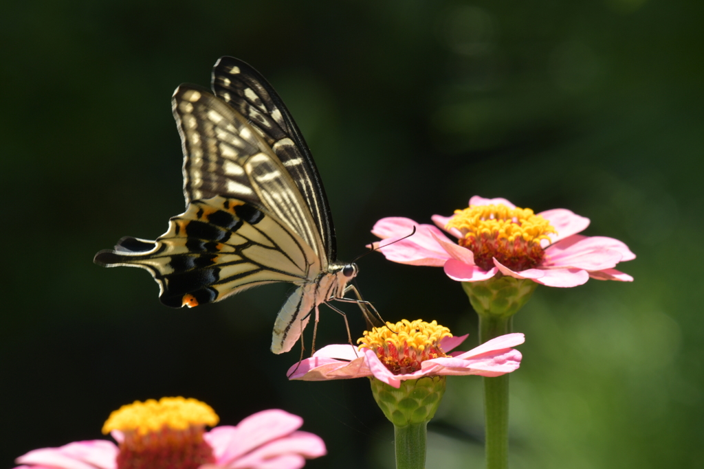 花と蝶II-XLVII！