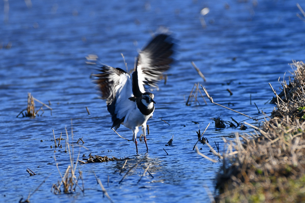 身近にいる野鳥LXV！