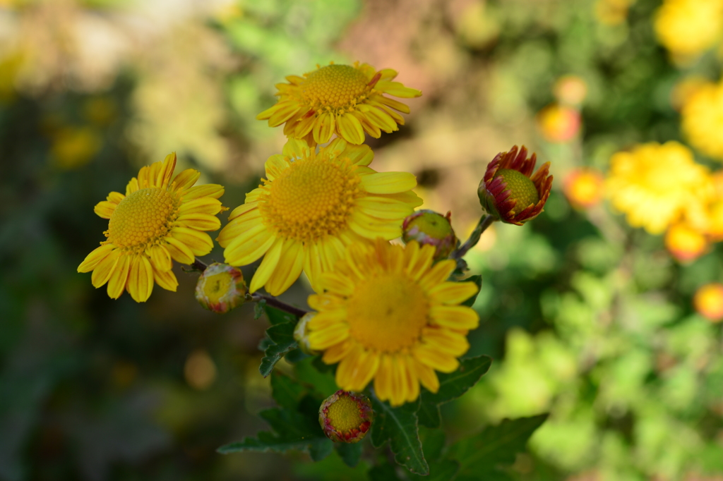 季節の花MLXIX！