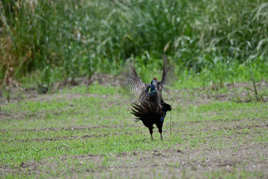 身近にいる野鳥CCXXV！