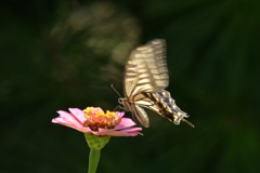 花と蝶II-CXIII！