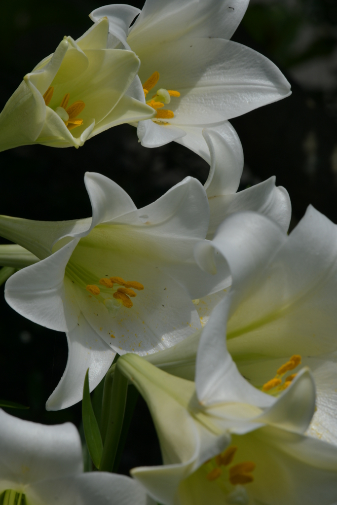季節の花MCCCXX！