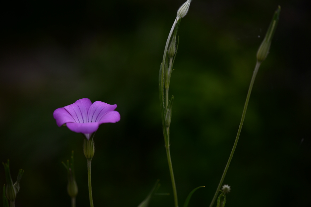 季節の花CMLXXV！