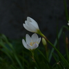 季節の花MLIV！