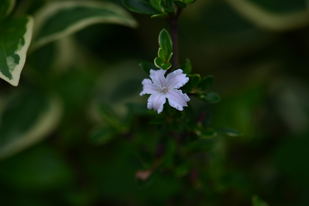 季節の花CDLXVII！