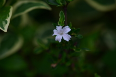 季節の花CDLXVII！