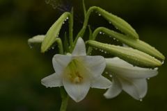 季節の花MCDLXXXVI！