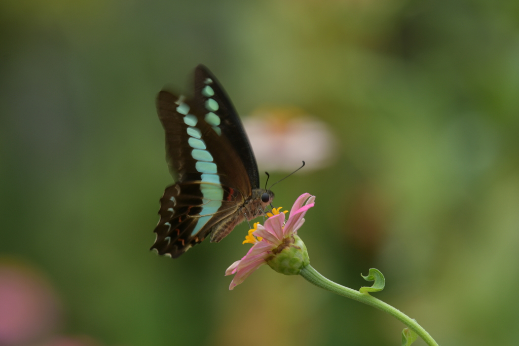 花と蝶II-XCVI!！